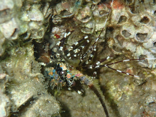 Ornate Spiny Lobster