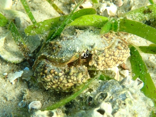 Common Box Crab