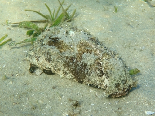 Blunt-end Seahare