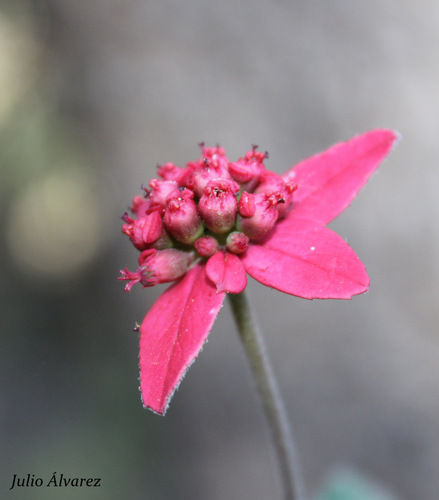 Euphorbia strigosa