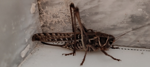 White-faced Bush-cricket