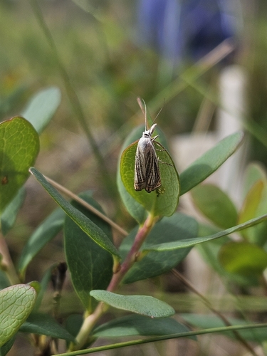 Garden Grass-veneer