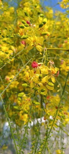 Mexican palo verde