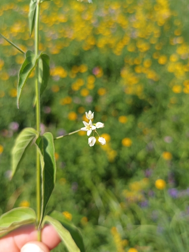 Swallow-wort