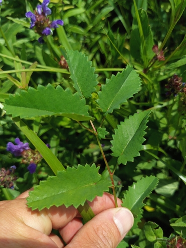Great burnet