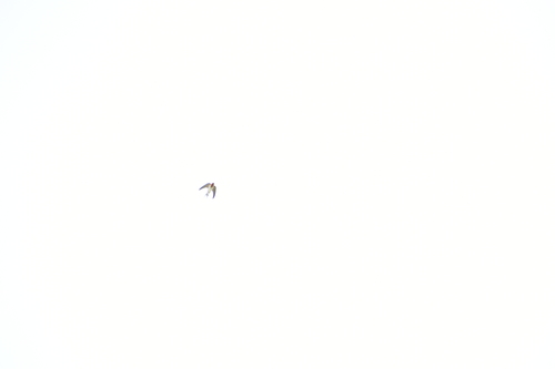 Welcome Swallow