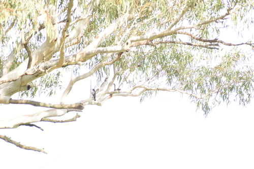 Grey Butcherbird