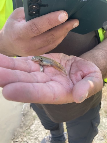 Danube Crested Newt