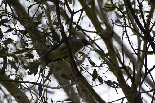 Noisy Miner