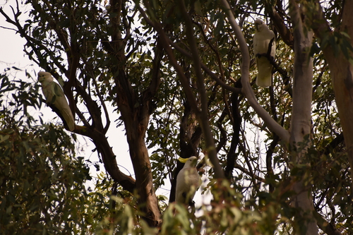 Sulphur-crested Cockatoo
