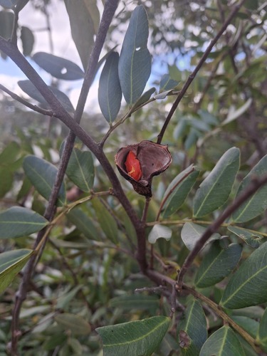 Copaifera baumiana