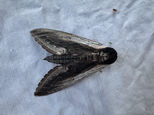 Wild Cherry Sphinx