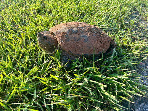Common Snapping Turtle