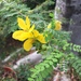 Senna polyphylla - Photo (c) gail321, todos os direitos reservados