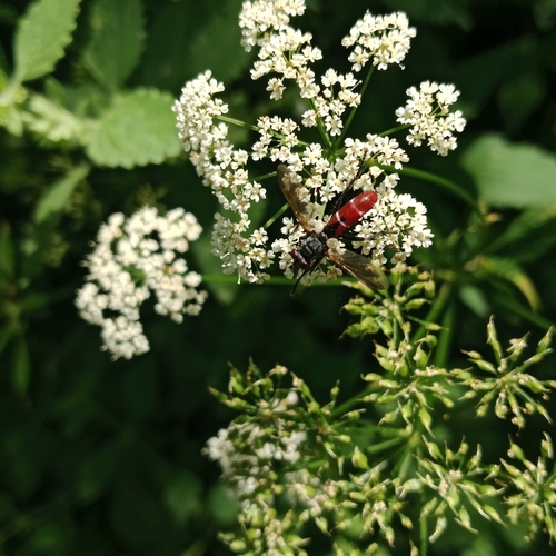 Cylindromyia bicolor