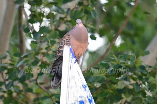 Oriental Turtle-Dove