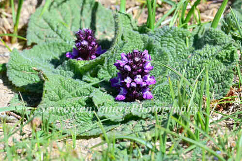 Common Lamiophlomis