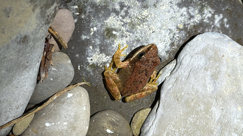 Pyrenean frog