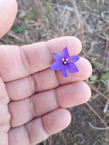 Blue-Eyed Grass