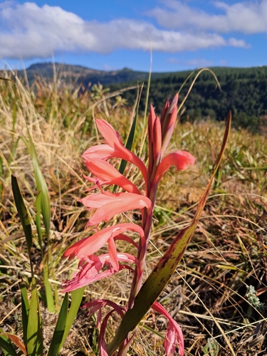 Orange Watsonia