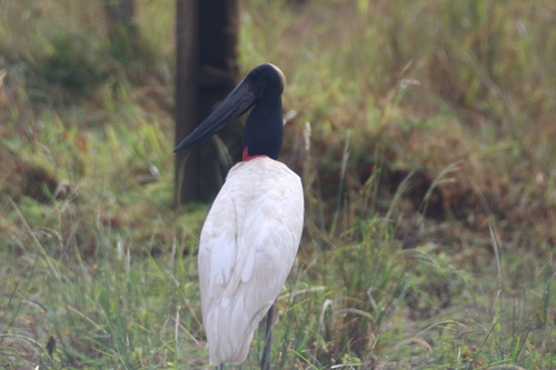 Jabiru
