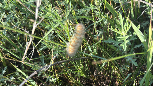 Salt Marsh Moth