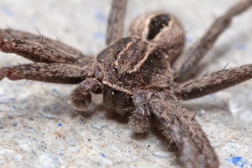 Common Lance-backed Crab Spider