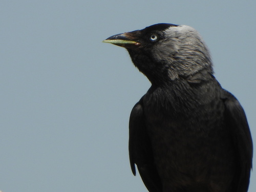 Eurasian Jackdaw