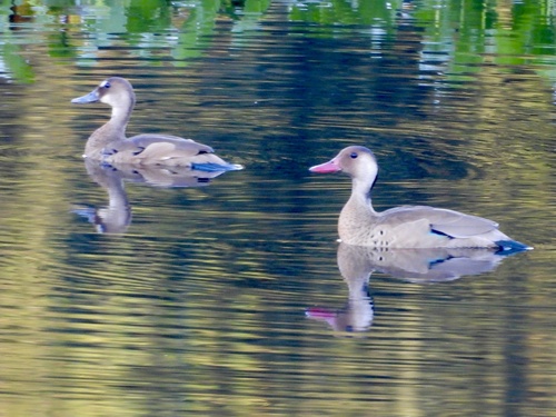 Brazilian Teal