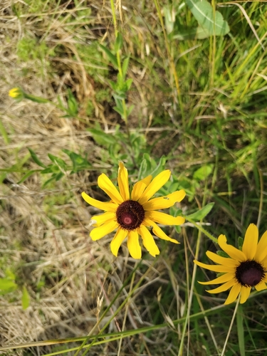 black-eyed Susan