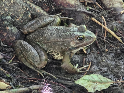 Marsh Frog