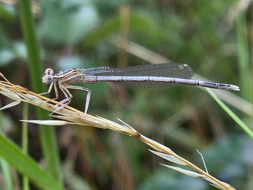 Blue Featherleg