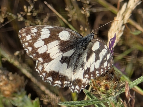Marbled White