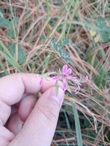 Mantle Storksbill