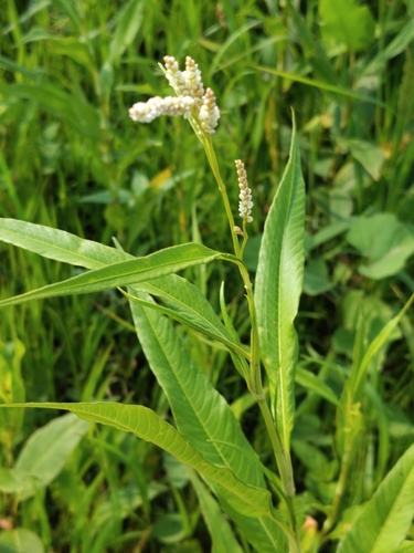 pale smartweed