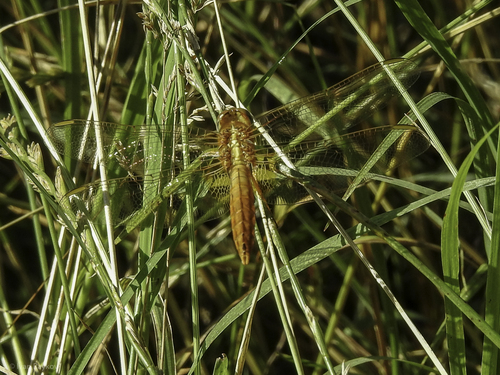 Broad Scarlet