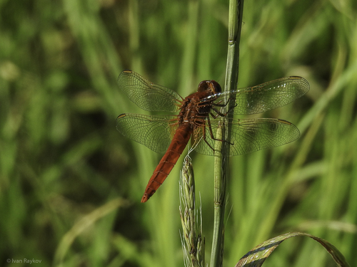 Broad Scarlet