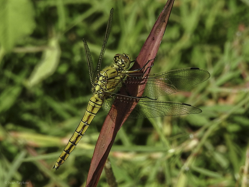 Black-tailed Skimmer