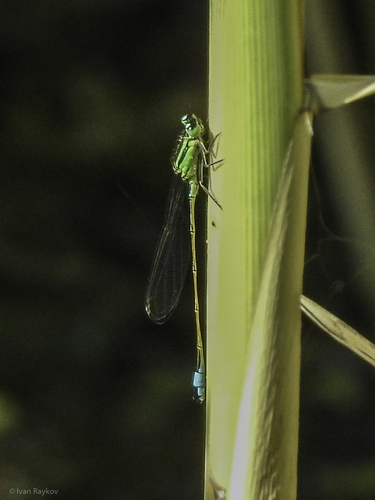 Blue-tailed Damselfly