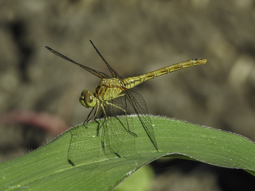 Southern Darter