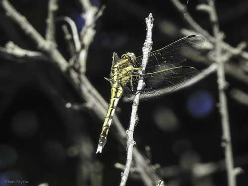 White-tailed Skimmer