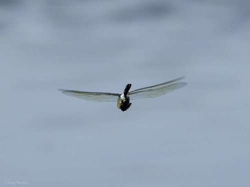 Lesser Emperor