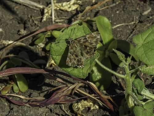 Mallow Skipper