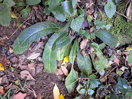 Wild Gloxinia
