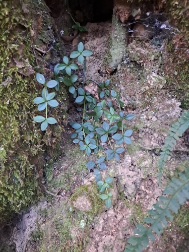 acorn peperomia