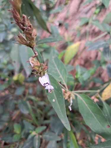 White Ribbon Flower