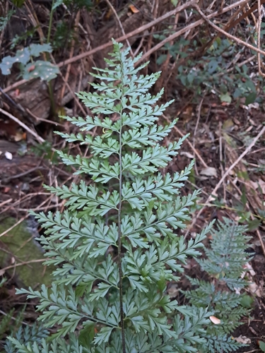 African Spleenwort