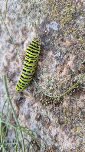 Old World Swallowtail