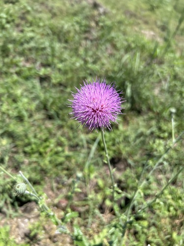 Texas Thistle