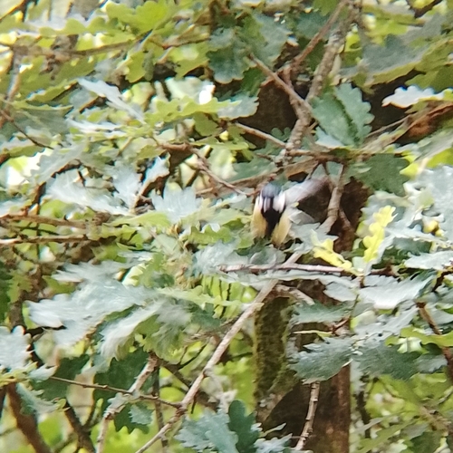 Great Tit